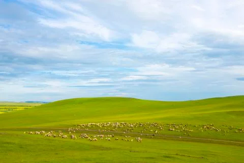 A group of sheep eat grass on the grasslands Stock Photos