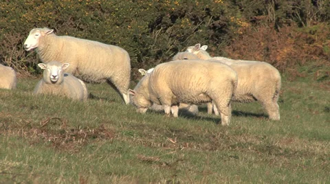 Group of Sheep Eating 1 Stock Footage 32966868