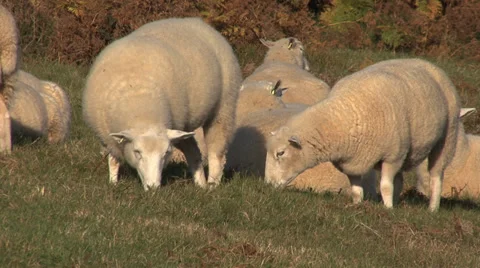 Group of Sheep Eating 2 Stock Footage 32967068