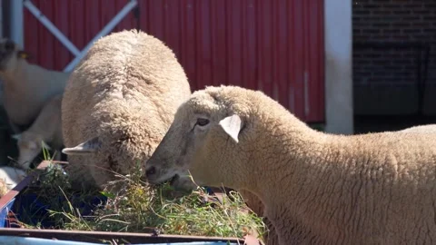 Group of Sheep Eating on a Farm Stock Footage 293667359