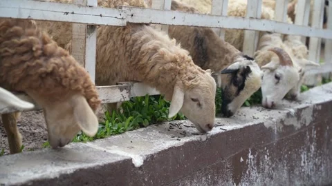 A group of sheep eating fodder in the shed. Vidéo 252157019