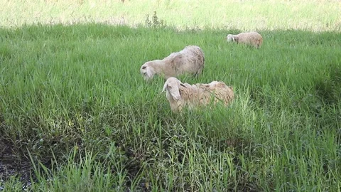 A group of sheep eating fresh grass Stock Footage 297124156