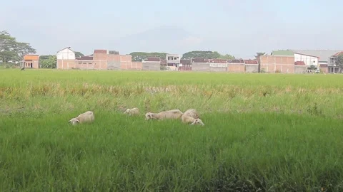 A group of sheep eating fresh grass Stock Footage 297124157
