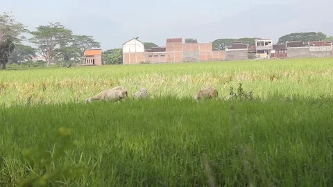 A group of sheep eating fresh grass Stock Footage 297124159