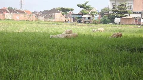 A group of sheep eating fresh grass Stock Footage 297124176