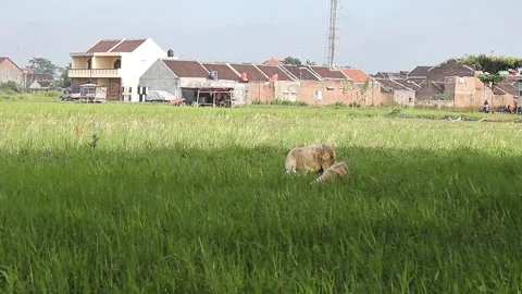 A group of sheep eating fresh grass Stock Footage 297124177