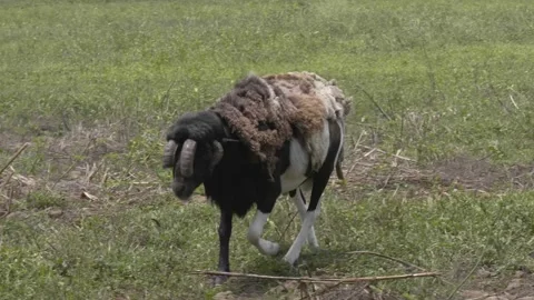 A group of sheep eating grass in a field Video stock 155398033