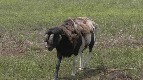 A group of sheep eating grass in a field Stock Footage 155401310