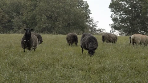 Group of sheep eating grass Stock Footage 117113683