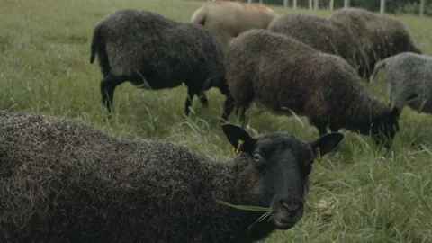 Group of sheep eating grass Stock Footage 117115166