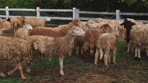 Group of sheep in a farm Stock Footage 276616229