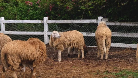 Group of sheep in a farm Stock Footage 276679305