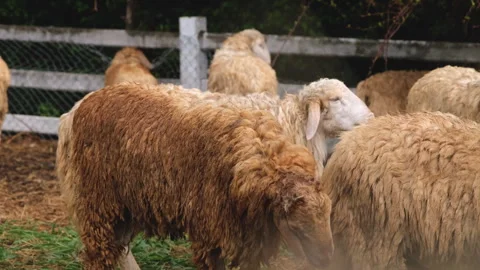 Group of sheep in a farm Stock Footage 276679312