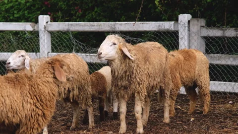 Group of sheep in a farm Stock Footage 276679350
