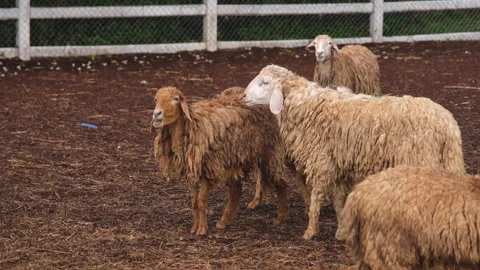 Group of sheep in a farm Stock Footage 276679698