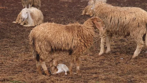 Group of sheep in a farm Stock Footage 276679825