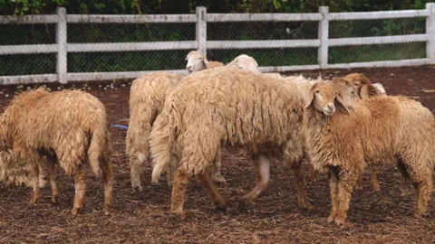 Group of sheep in a farm Stock Footage 276679879