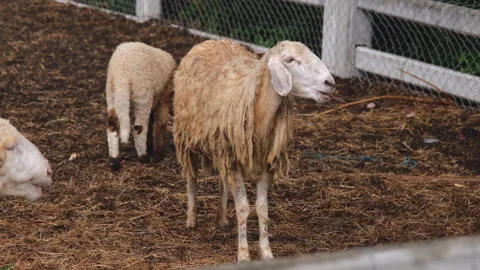 Group of sheep in a farm Stock Footage 276679881