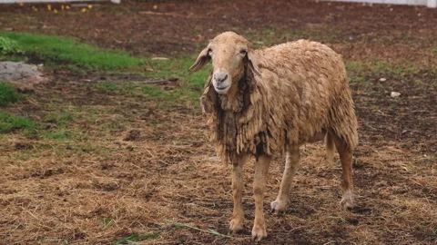 Group of sheep in a farm Stock Footage 276680163