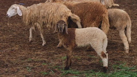 Group of sheep in a farm Stock Footage 276680282