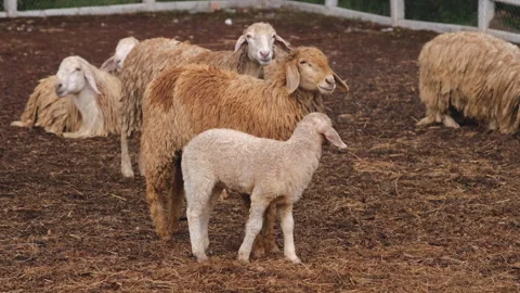 Group of sheep in a farm Stock Footage 276680285