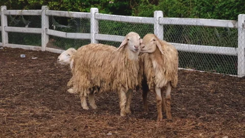 Group of sheep in a farm Stock Footage 276680286