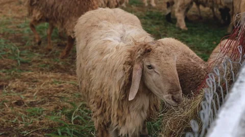 Group of sheep in a farm Stock Footage 276680311