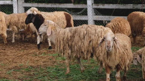 Group of sheep in a farm Stock Footage 276680860