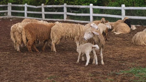 Group of sheep in a farm Stock Footage 276680898