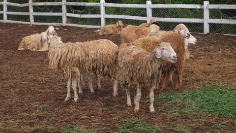 Group of sheep in a farm Stock Footage 276680978