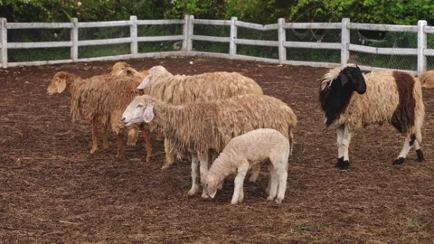 Group of sheep in a farm Stock Footage 276681017