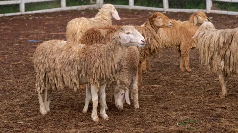 Group of sheep in a farm Stock Footage 276681675