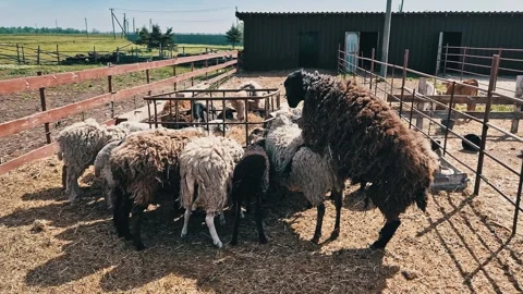 Group of Sheep Feeding at Metal Trough in Rural Farm Enclosure Video stock 339079136