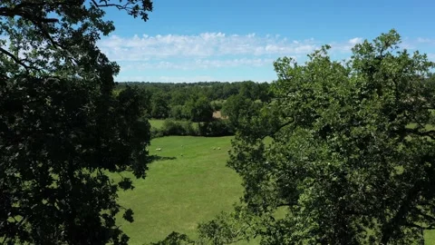 Group of sheep in a field Video stock 144377664