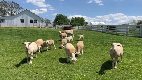 Group of sheep in a field Stock Footage 197438314