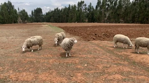 Group of sheep in a field in the highlands of Peru. Stock Footage 252712081