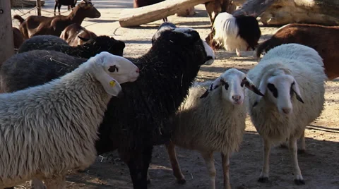 Group of sheep 動画素材 31290691