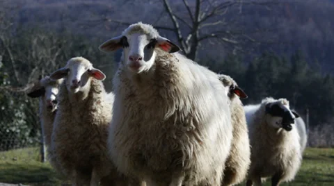 Group of sheep Stock Footage 34131898