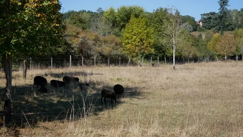 A group of sheep Stock Footage 96018703