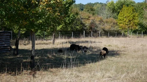 A group of sheep Stock Footage 96018775