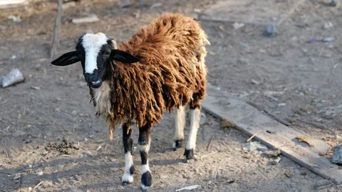 Group of sheep Stock Footage 106206161