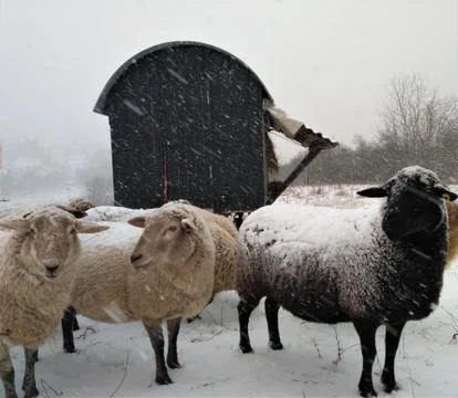Group of sheep in front of trailer outside in the snow Stock Photos