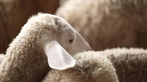 A group of sheep gathering together Stock Footage 263698097