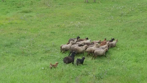 Group of sheep gazing, walking and resting on a green pasture in Altai mounta Stock Footage