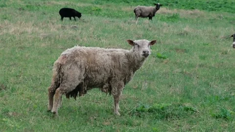 A group of sheep get grazed on fresh green meadow or field. Stockbeeldmateriaal 110929705