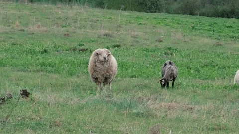 A group of sheep get grazed on fresh green meadow or field. Stock Footage 110930252
