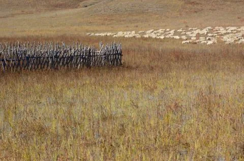 Group of sheep in grassland Stock Photos