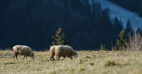 A group of sheep grazing on a dry grass field Video stock 149493640