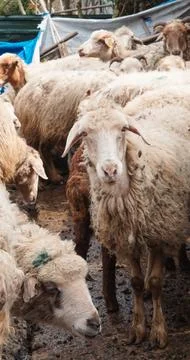 Group of sheep grazing in a farmyard with rustic surroundings Stock Photos