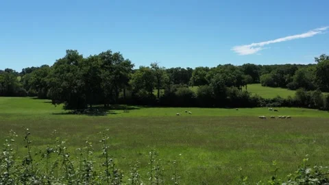 Group of sheep grazing in a field 2 Stock Footage 144377725